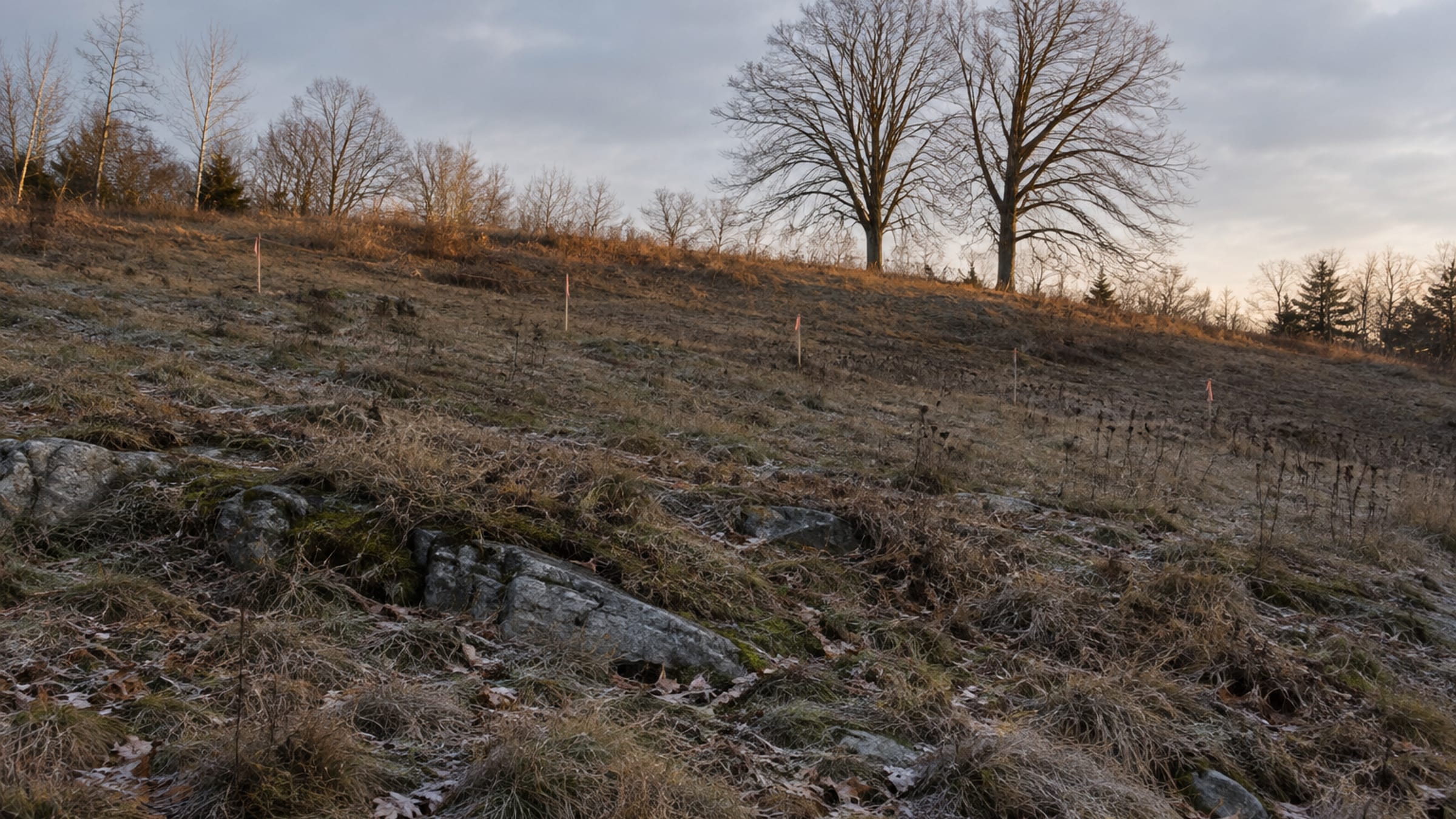 A steep bare slope of frosted grass and broken stone, survey stakes across it and two big maples on the crest