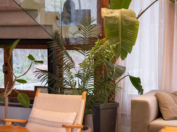 An interiors frame of a living room with plants and low seating
